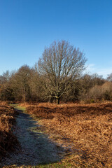 A pathway in Chailey Common on a sunny winter morning