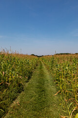Fototapeta premium A pathway through a field of corn on a sunny summers day