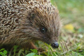 Hedgehog head close up. Day. The animal walks on the grass