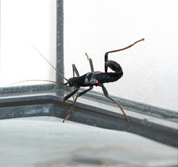 Peruphasma schultei, cordillera stick insect