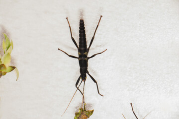 Peruphasma schultei, cordillera stick insect