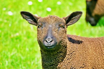 Schafe auf der Weide