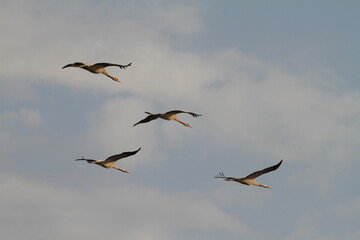 birds in flight