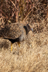 Female Northern Black Korhaan, Pilanesberg National Park