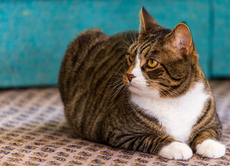 Moody cat sitting on floor looking up and to the side