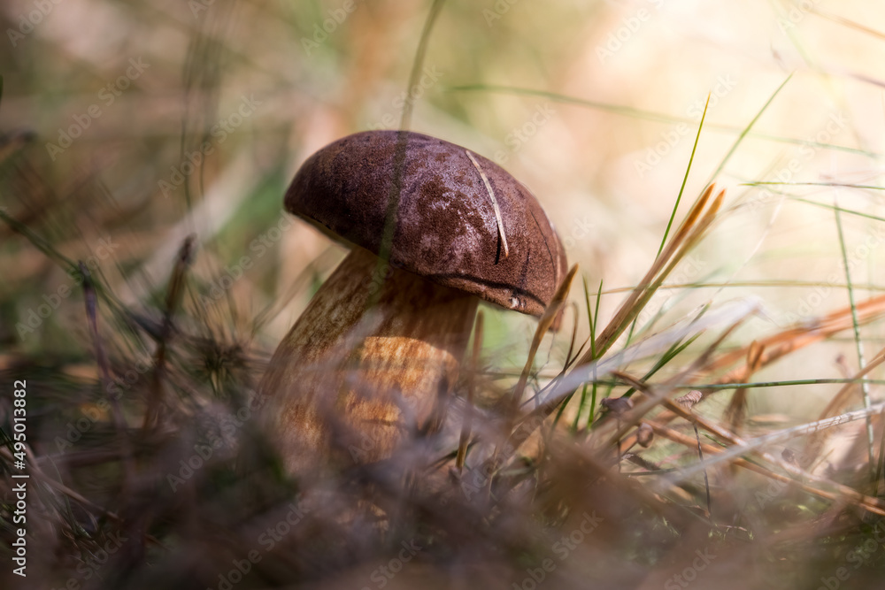 Wall mural Bay bolete, Imleria badia, grows in grass in the middle of the forest, very popular edible mushroom, great for vegans, edible plant, excellent for nutrition, vegan, brown mushroom with a beautiful sme