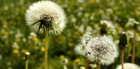 Dandelion flower with flying seeds. - 495013867