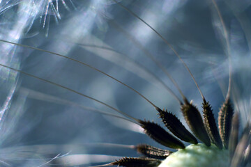 Dandelion flower. Dandelion seeds close up. Soft focus. - 495013869