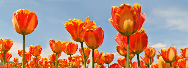 Tulips. Spring flowers field. - 495013871