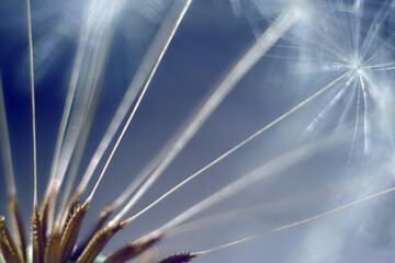 Dandelion seeds close up, soft focus.