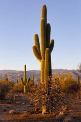 Saguaro cactus at sunset in Arizona © James