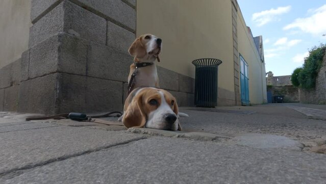 Two beagle dogs are waiting for their owner on a leash in the city. Pets two identical dogs miss their owner waiting for him on the corner of the building.