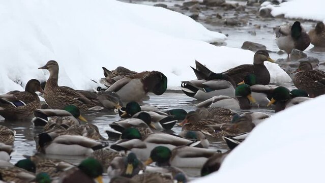 canard colvert sur un lac en hiver