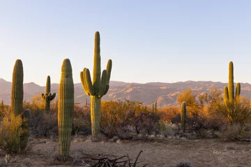 Fotobehang Saguaro cactus at sunset in Arizona © James