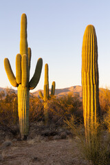 Saguaro cactus at sunset in Arizona © James