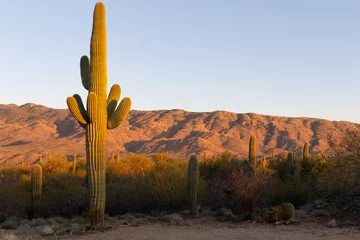 Wandcirkels tuinposter Saguaro cactus at sunset in Arizona © James