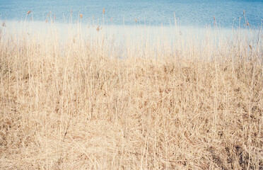 Fototapeta premium golden wheat field