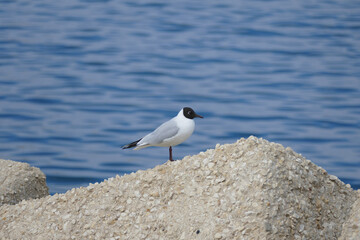 Gabbiano con la testa nera