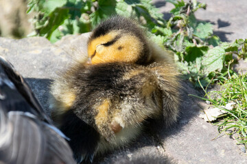 baby duck