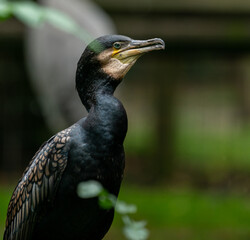 close up of a bird of prey
