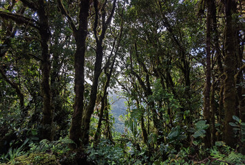 Cerro Pando Panamá Costa Rica