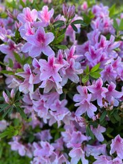 Full background of azaleas flowers 