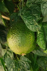 Cochinchin Gourd Gac, Momordica Cochinchinensis fruit on vine