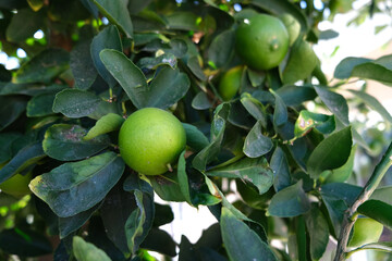 citrus trees. image citrus tree. citrus fruit.