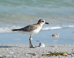 A banded black-bellied plover in its winter molt walks along the shoreline at low tide. 