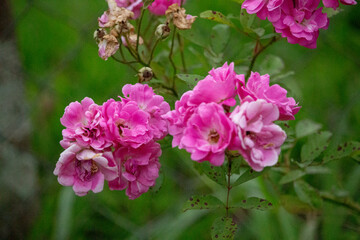 pink flowers in the garden