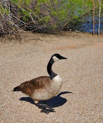 country goose branta canadensis