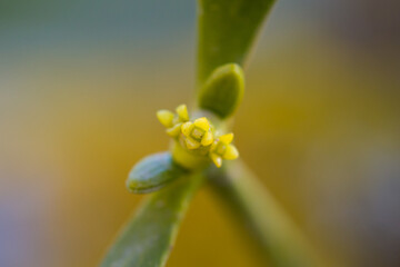 Viscum album / European mistletoe / common mistletoe - flowers in March / Weißbeerige Mistel - Blüten im März - obrazy, fototapety, plakaty