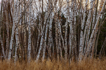 Birch trees in the Autumn
