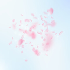 Sakura petals falling down. Romantic pink flowers explosion. Flying petals on blue sky square background. Love, romance concept. Cool wedding invitation.