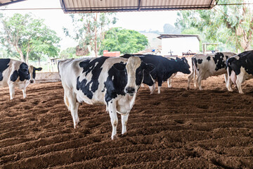 Milk cows in the Compost Barn © Casa.da.Photo