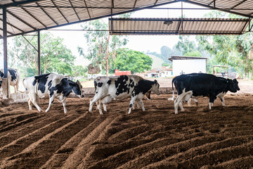 Milk cows in the Compost Barn