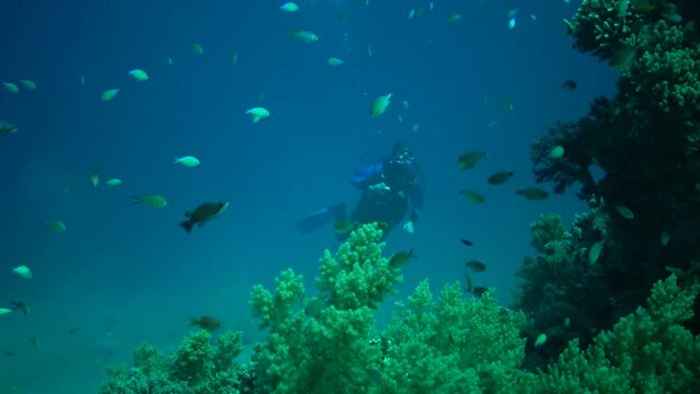 Fish hunt and swim over a coral reef
