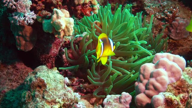 Red Sea Anemonefish (Amphiprion bicinctus).