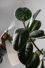 Female hand spraying green plants in a pot on white background.