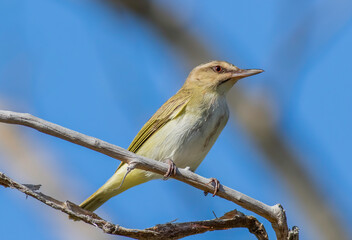 Obraz premium A south Florida specialty, the black whiskered vireo nests in the Florida Keys during the summer months. 