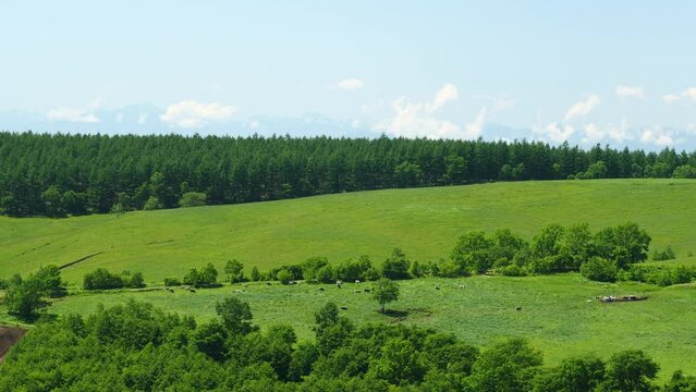 Hokkaido. A view of the blue sky and the magnificent ranch.