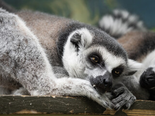 Sleeping pair of ring-tailed lemur or lemur catta. Grey fluffy animals have a nap on wooden plank.