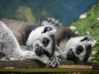 Sleeping pair of ring-tailed lemur or lemur catta. Grey fluffy animals have a nap on wooden plank. - 495018406