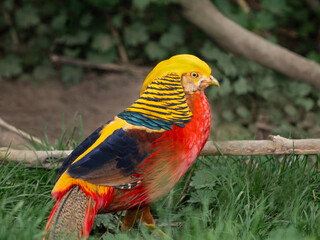 Golden pheasant or Chrysolophus pictus, also known as Chinese pheasant. Bright bird with rainbow colored feathers in grass.