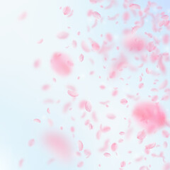 Fototapeta na wymiar Sakura petals falling down. Romantic pink flowers gradient. Flying petals on blue sky square background. Love, romance concept. Rare wedding invitation.