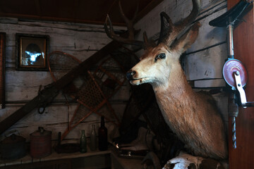 Deer statue hanging on the wood wall.