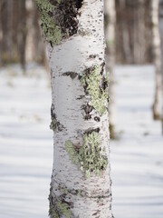 Fototapeta premium 白樺の幹と地衣類；冬の白樺