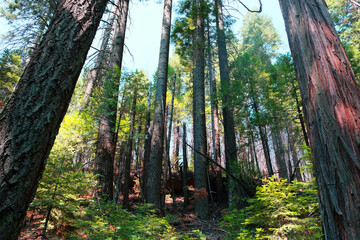 Mist trail hiking to vernal fall