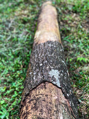 A pine tree whose bark is partially peeled off on the ground
