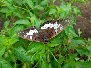 Buterfly on s flower